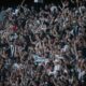 Torcida do Botafogo comemora a vitória em Goiânia. Foto: Mariana Tolentino | Via X Brasileirão.